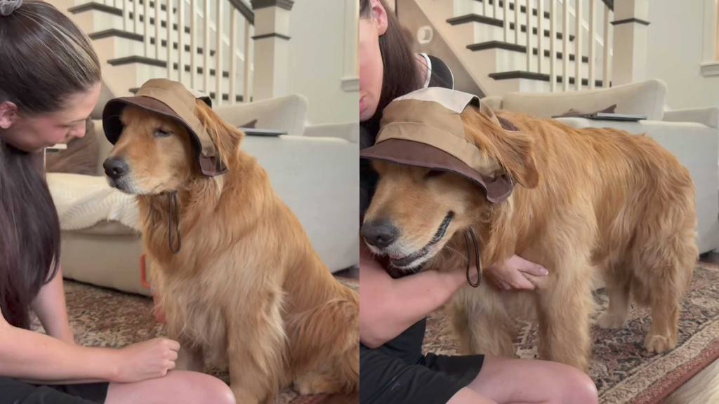 adorable dog video