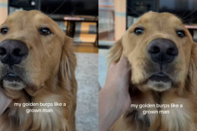 Adorable dog video