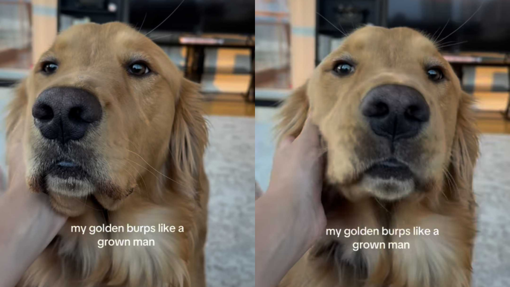 Adorable dog video
