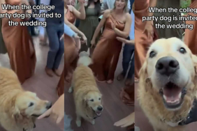 adorable dog video