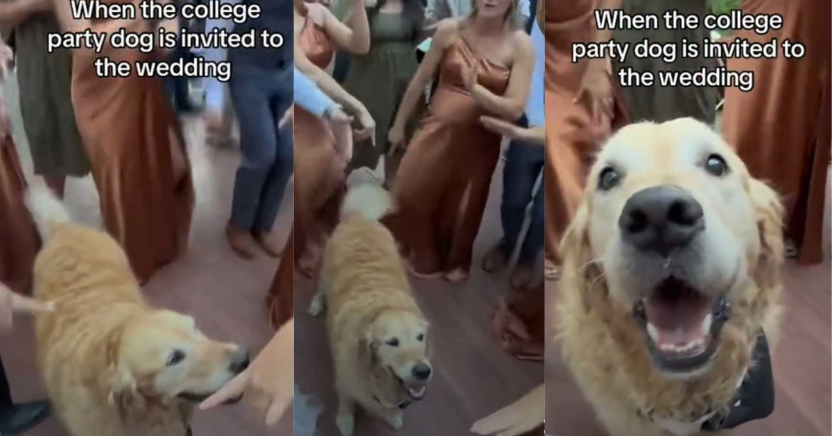 Video: ‘College Party Dog’ Is the Center of Attention on Wedding Dance Floor