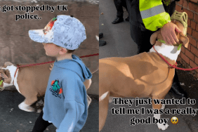 adorable dog video