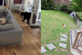 brave puppy and bear video