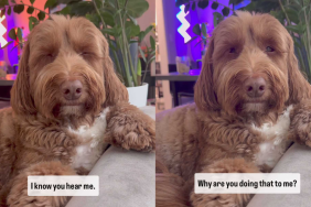 Adorable dog video