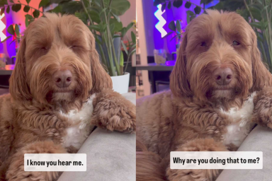 Adorable dog video