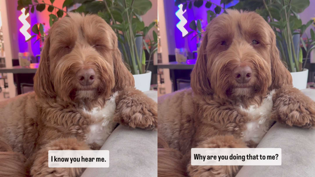 Adorable dog video
