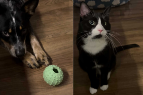 Adorable dog and cat video