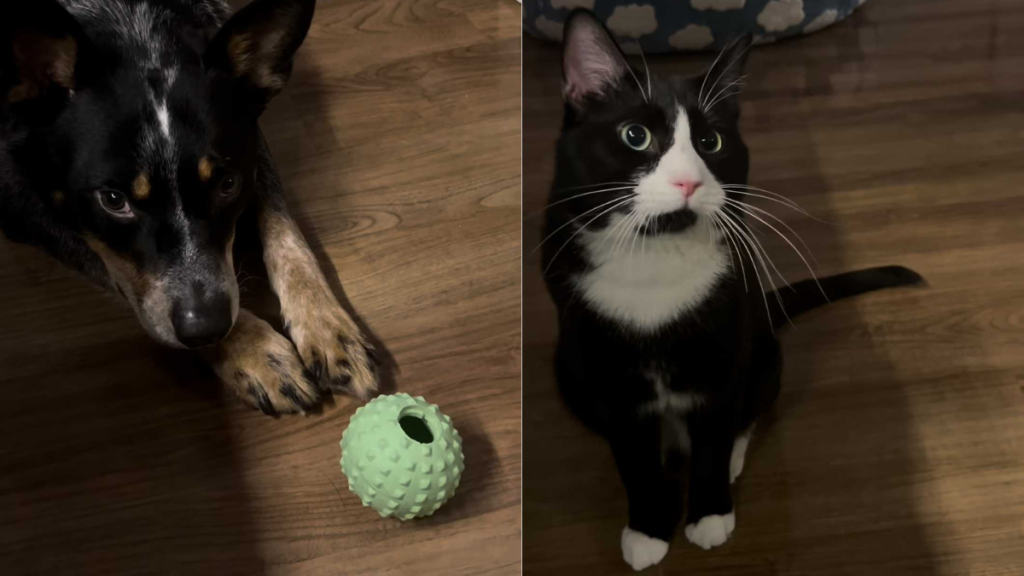 Adorable dog and cat video