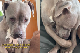Adorable dog video