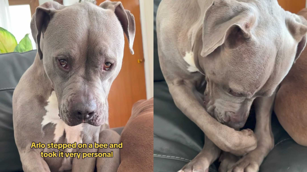 Adorable dog video