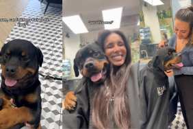 Rottweiler salon video