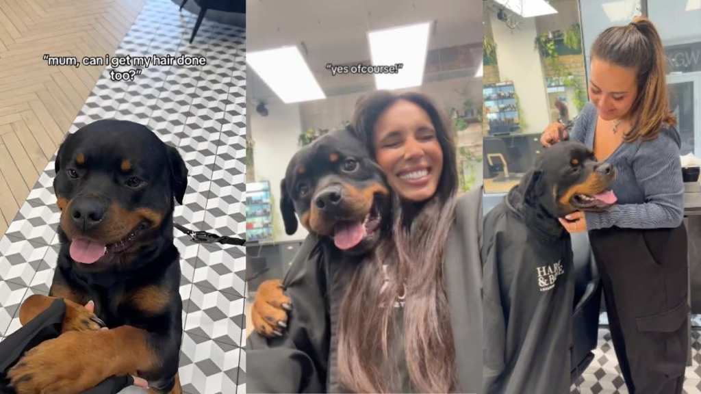 Rottweiler salon video