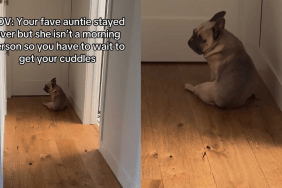 Adorable dog video