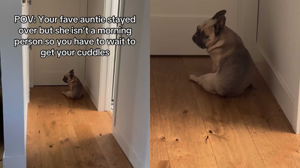 Adorable dog video