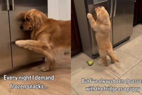 Adorable dog video
