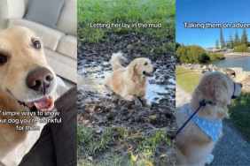 dogs happy video