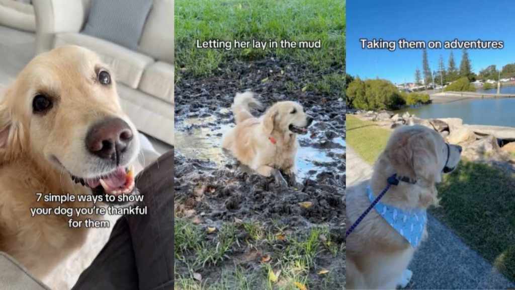 dogs happy video