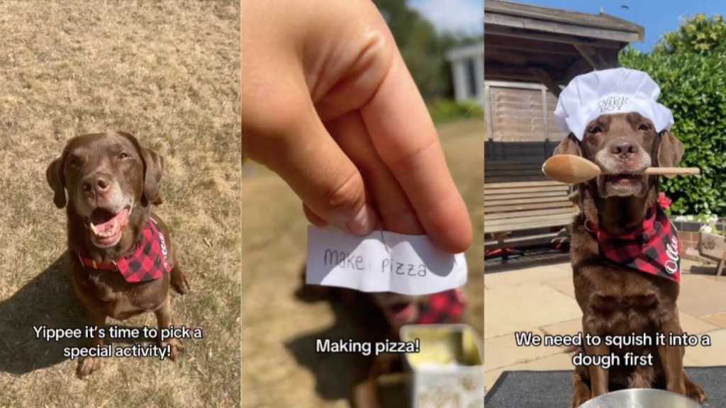 Dog pizza video