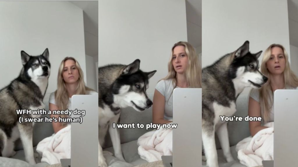 Husky work from home video