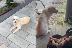 Adorable dog video