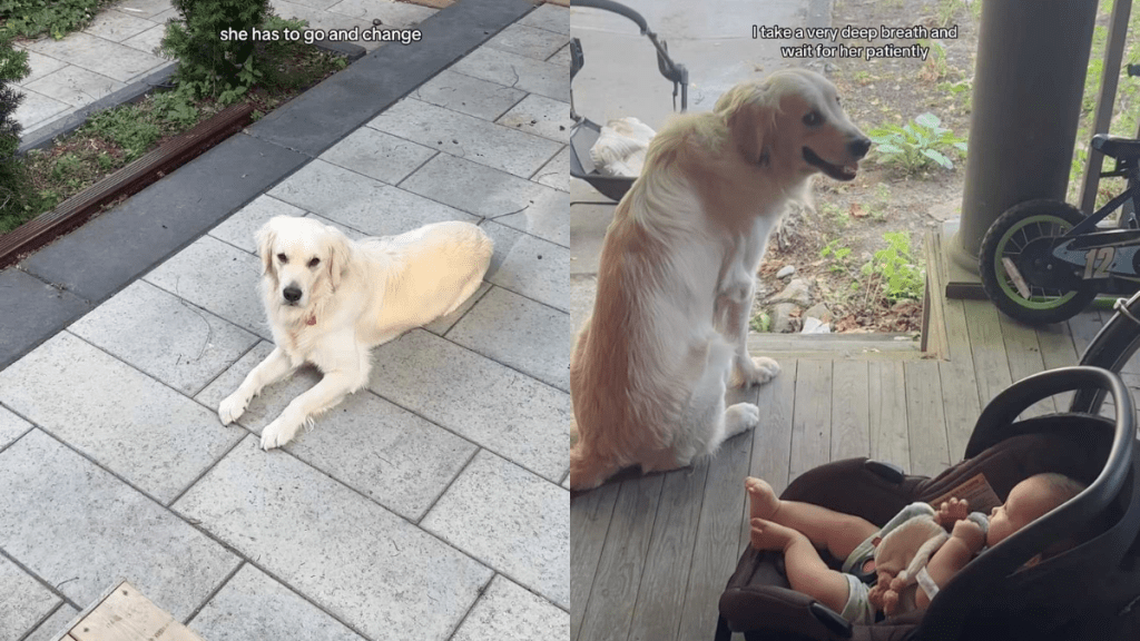 Adorable dog video