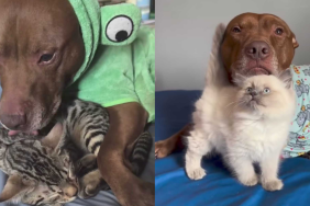 Adorable dog and cat video