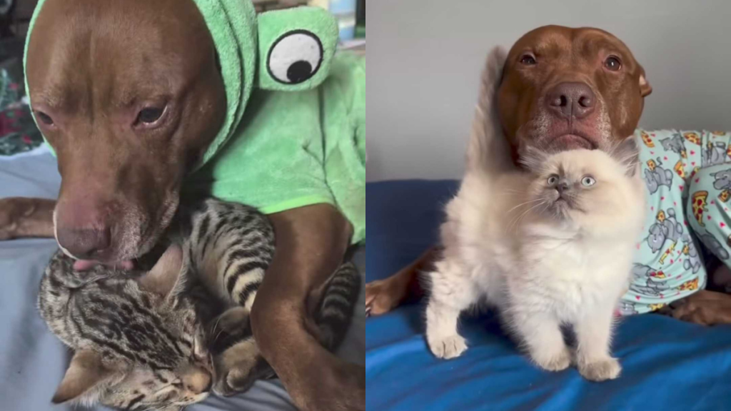 Adorable dog and cat video