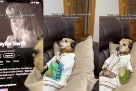 Dog Taylor Swift video