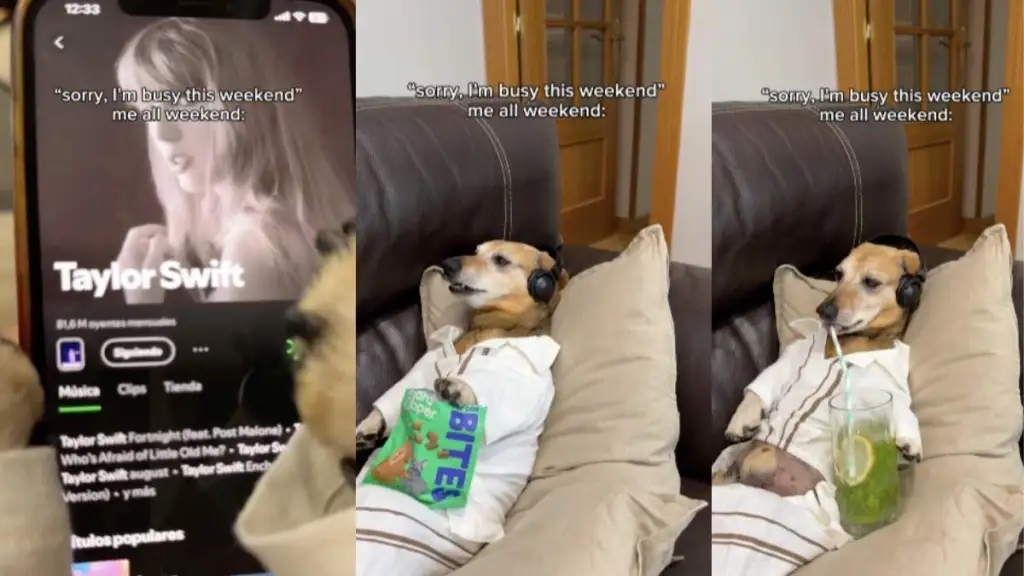 Dog Taylor Swift video