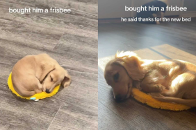 Adorable dog video