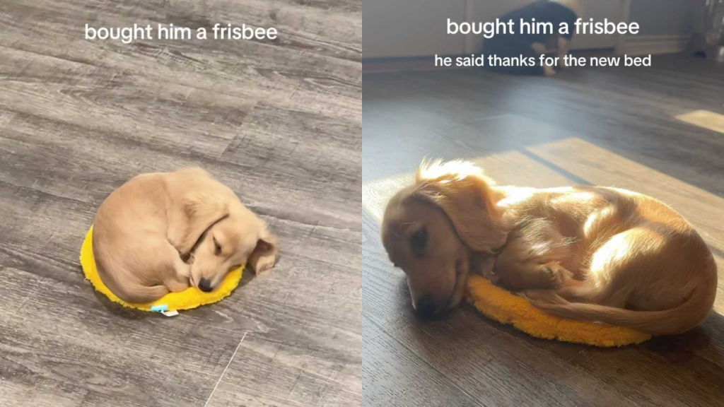 Adorable dog video