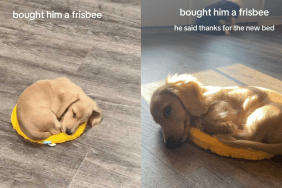 Adorable dog video