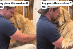Adorable dog video