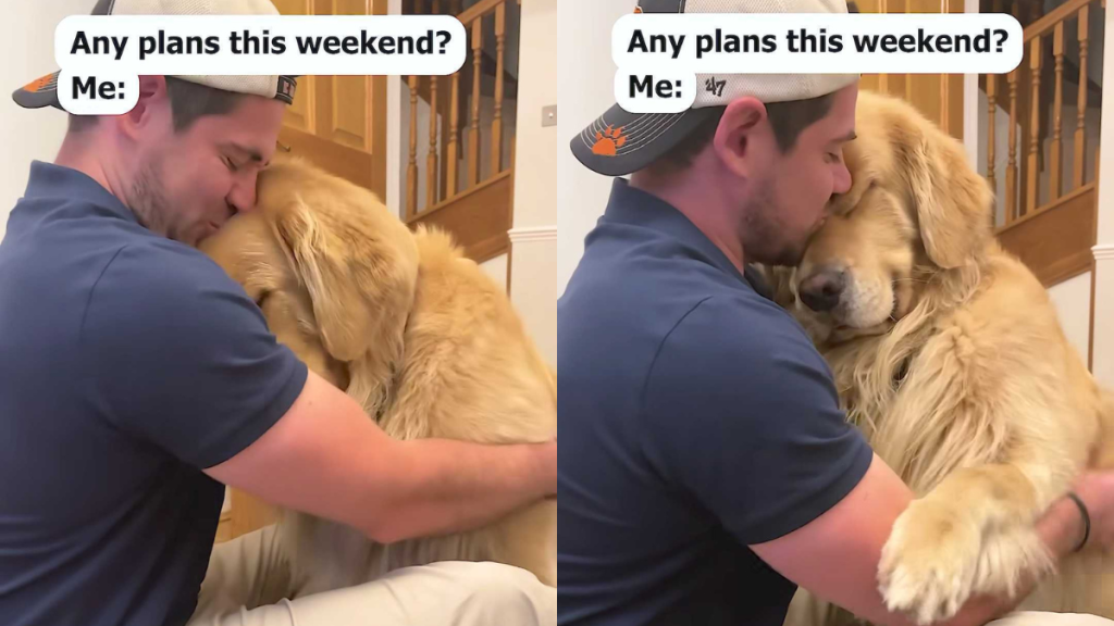 Adorable dog video