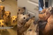 Owner 5 Golden Retrievers video