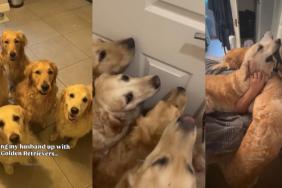 Owner 5 Golden Retrievers video