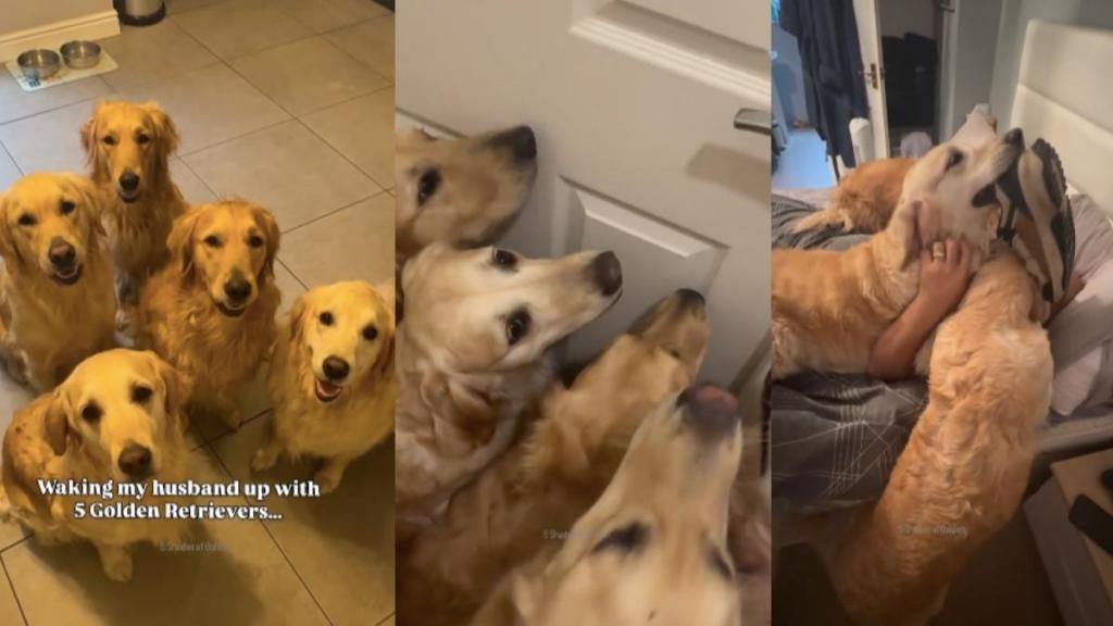 Owner 5 Golden Retrievers video