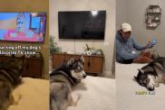 Husky TV show video