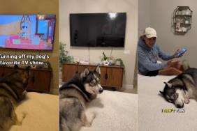 Husky TV show video
