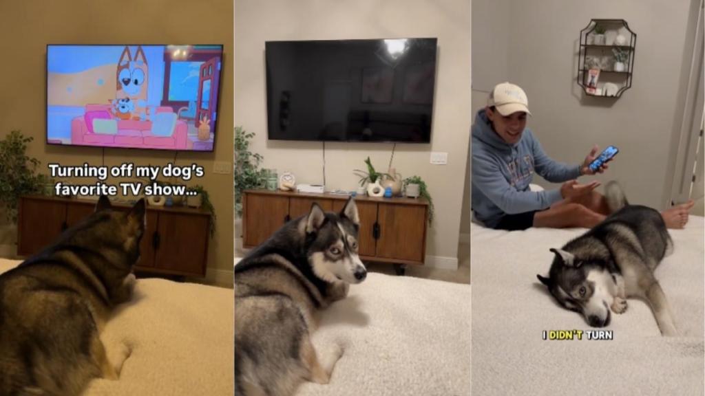 Husky TV show video