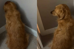 Adorable dog video