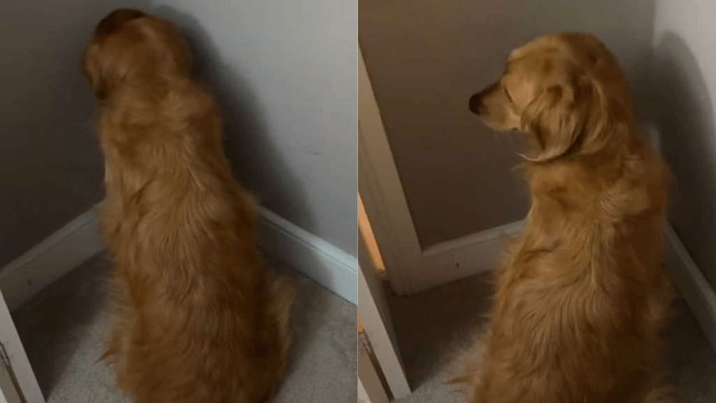 Adorable dog video
