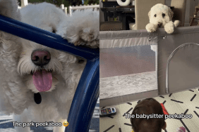 Adorable dog video