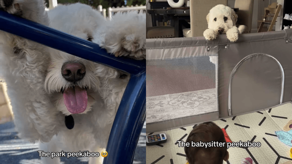 Adorable dog video