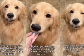 Dog ice video