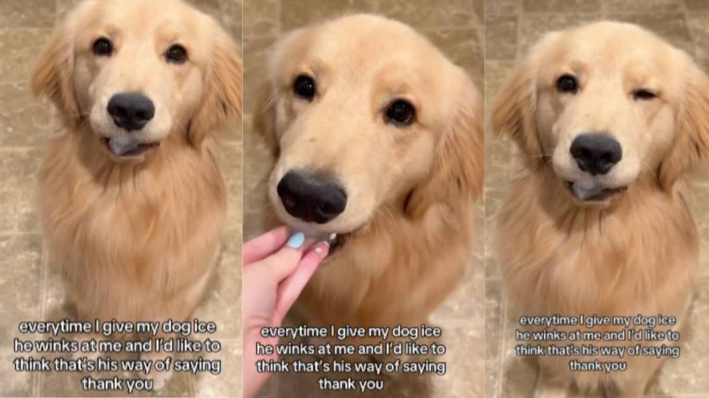 Dog ice video