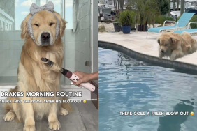 Funny dog video