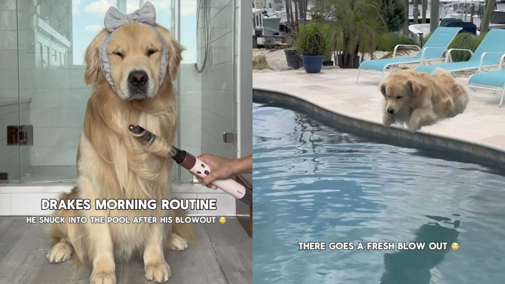 Funny dog video