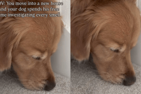 Adorable dog video