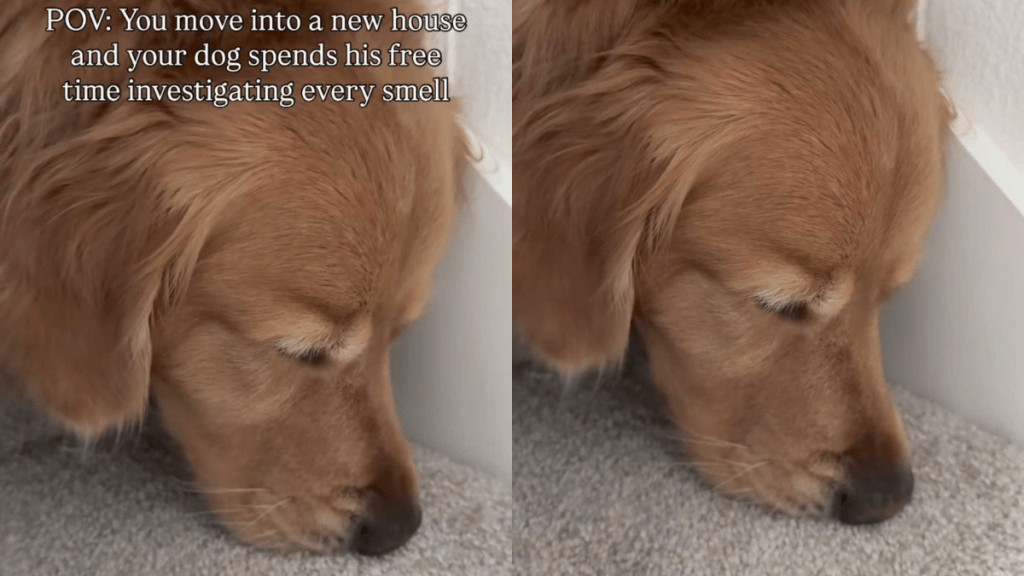 Adorable dog video